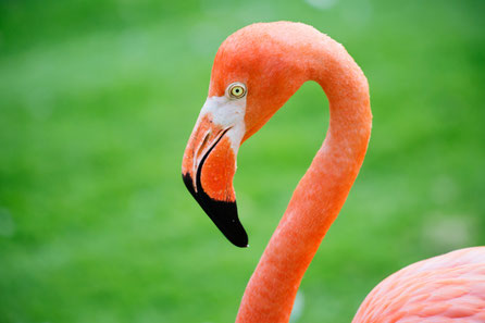 Arles top things to do - Pink Flamingos -  Copyright Galina Savina