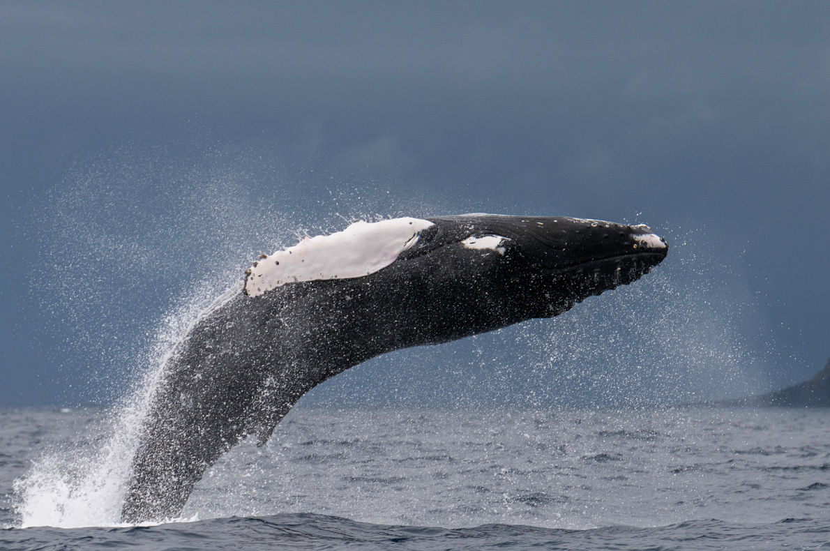 Covid-19 Safest destinations in Europe - Azores - Sperm whales - copyright wildestanimal    - European Best Destinations
