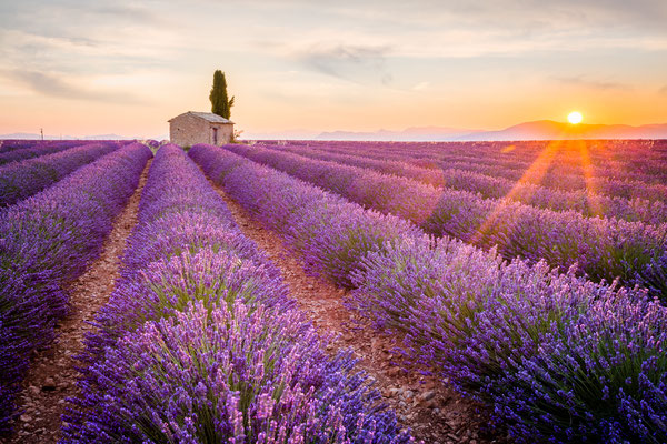 Provence, Lavender field at sunset, Valensole Plateau near Aix-en-Provence, France - Copyright ronnybas