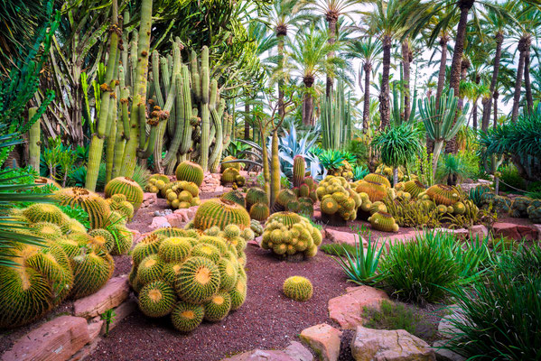 Cactus in the Botanical Gardens of El Huerto del Cura in Elche near Alicante in Spain by alexilena