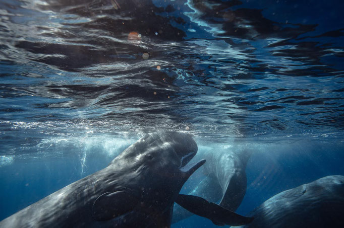Azores---Sperm-whales---copyright-Willyam-Bradberry---resize