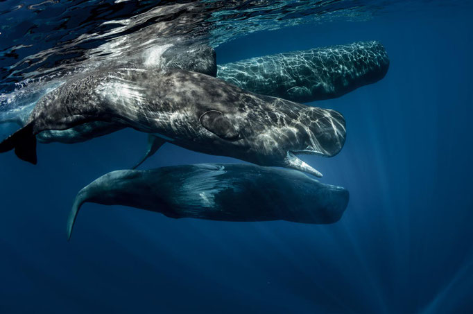 Azores-Whale-Watching-Copyright--Willyam-Bradberry-resize