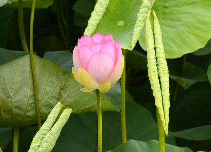 Lotus Bloom - Parco del Mincio